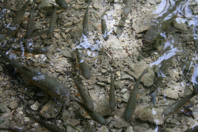 gal/cro 08/small-IMG_5597.JPG